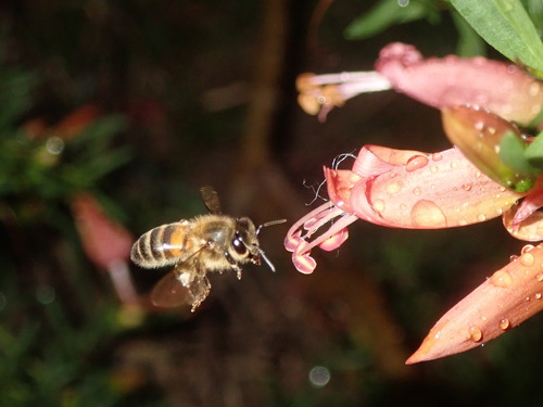Western Honey Bee