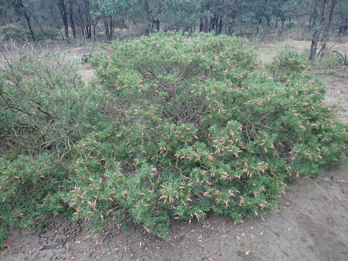 spotted emu bush