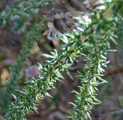 Serruria trilopha