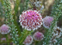 Serruria trilopha