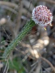 Serruria trilopha