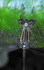 Ecchlorolestes nylephtha