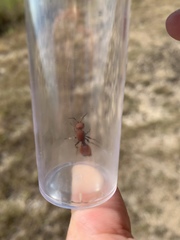 Dasymutilla creon