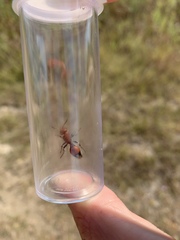 Dasymutilla creon