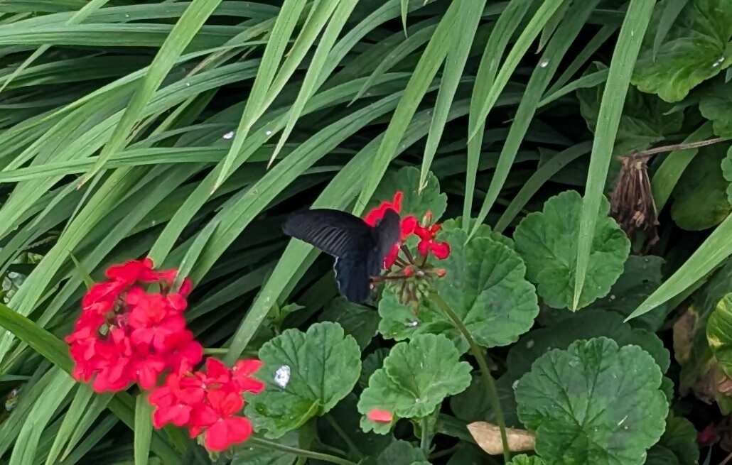 Spangled Mormon