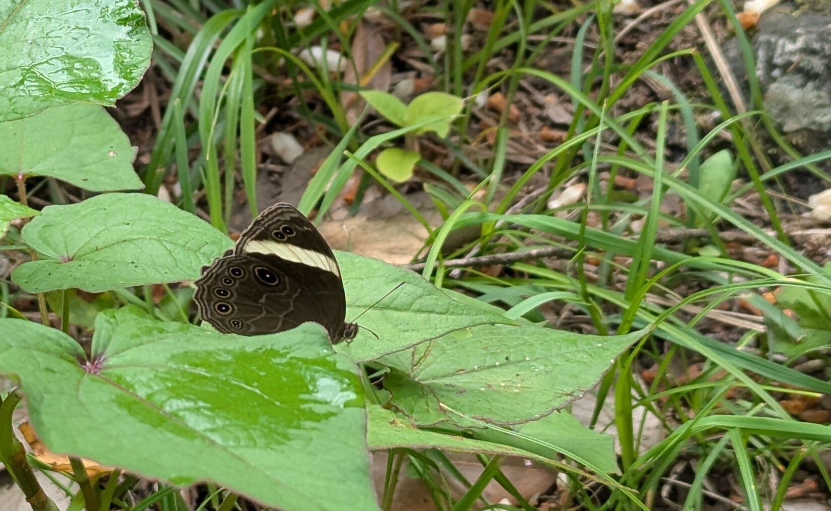 Straight-Banded Treebrown