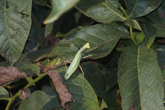 Hierodula transcaucasica
