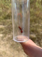 Dasymutilla creon