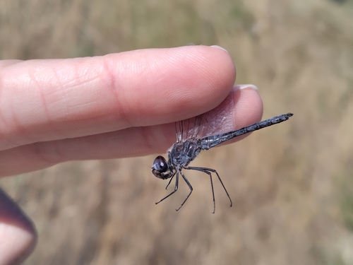 Photo of Black Pennant (Selysiothemis nigra)