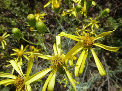 Senecio flaccidus douglasii