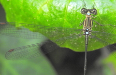 Ecchlorolestes nylephtha