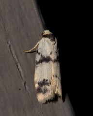 Thallarcha sparsana
