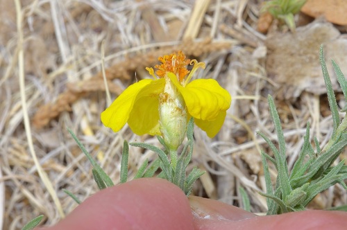 Rocky Mountain zinnia