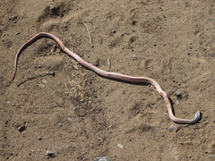 Masticophis flagellum piceus