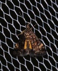 Heliothela ophideresana