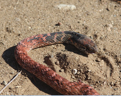 Masticophis flagellum piceus