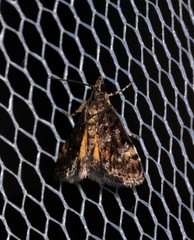 Heliothela ophideresana
