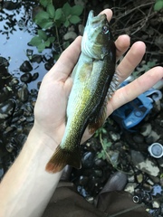 Micropterus coosae