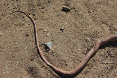 Masticophis flagellum piceus