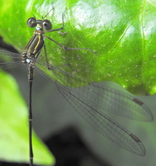 Ecchlorolestes nylephtha