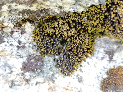 Ulota curvifolia