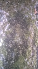 Thuidium peruvianum