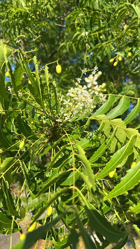 Azadirachta indica, 2025-07-08