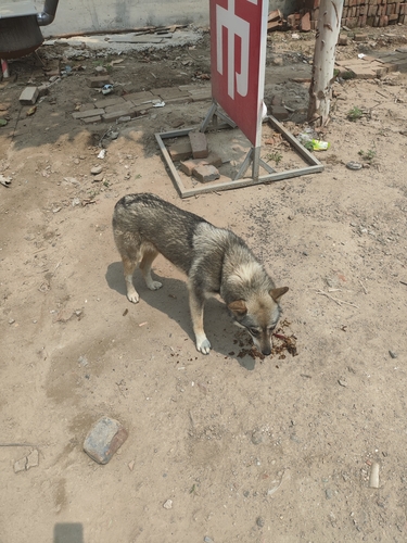 Domestic Dog