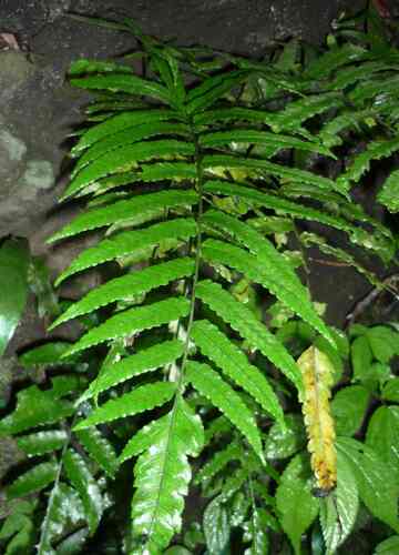 Bolbitis quoyana iNat (1)