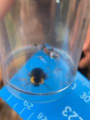 Pseudoderopeltis albilatera