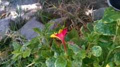 Mirabilis jalapa