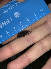 Phacecorynes sommeri