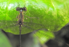 Ecchlorolestes nylephtha