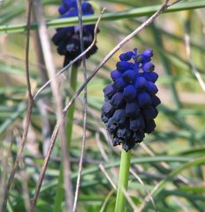 Muscari