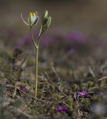 Albuca longipes