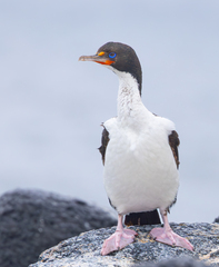 Chatham Shag photo 1