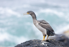 Pitt Shag photo 4