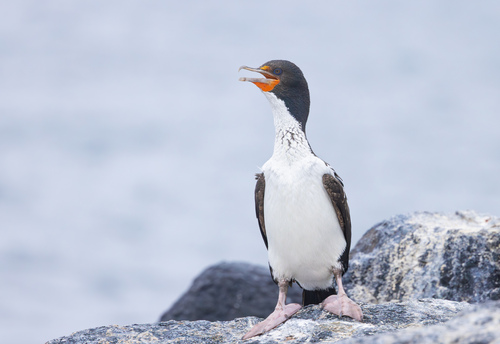 Chatham shag