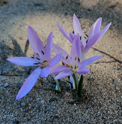 Colchicum cupanii