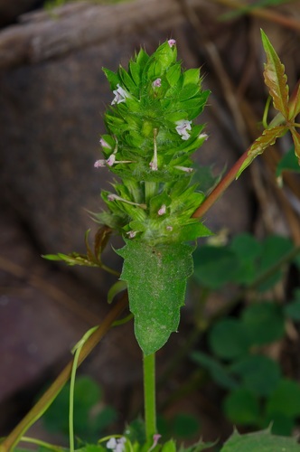 American dragonhead (Dracocephalum parviflorum)