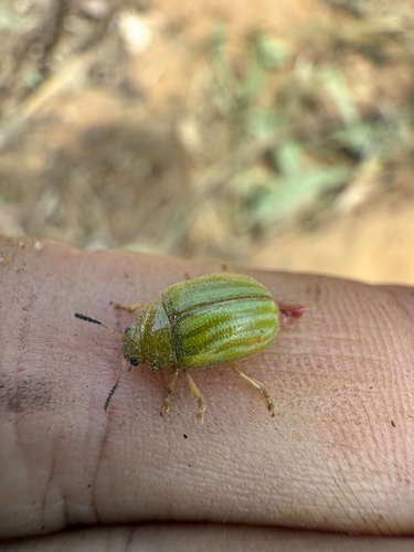 Calomela pallida