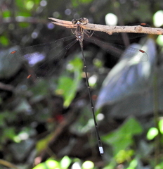 Ecchlorolestes nylephtha
