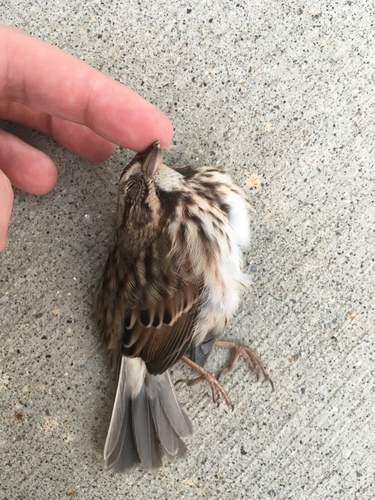 Eastern Song Sparrow photographed in Massachusetts