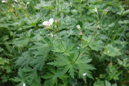 Crane's bill (Geranium rivulare)