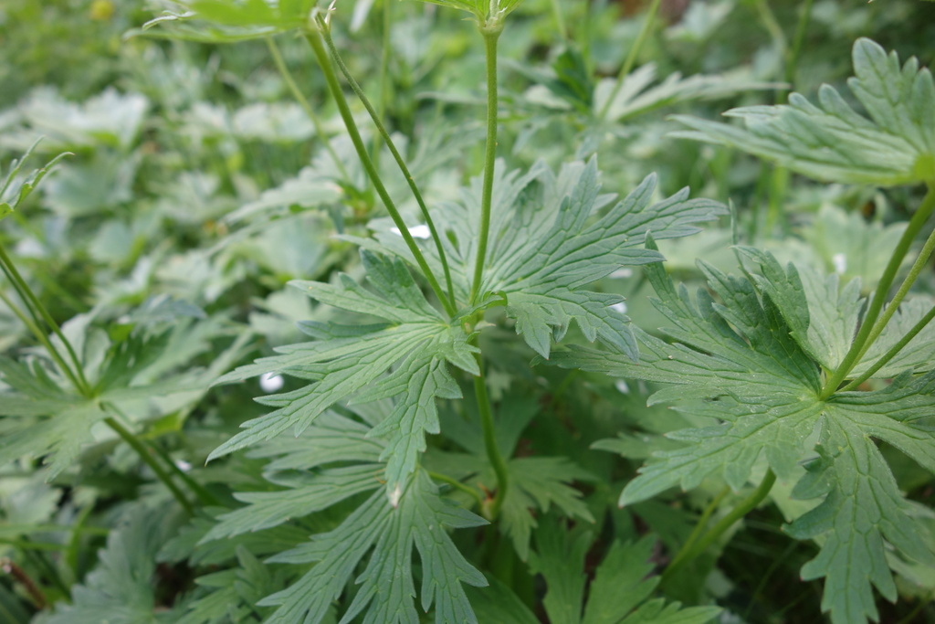 Geranium rivulare; photograph (c) Clément Maouche, some rights reserved (CC BY)