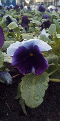 Viola × wittrockiana
