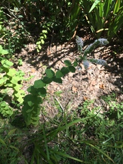 Mentha × rotundifolia