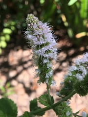Mentha × rotundifolia