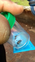 Pseudoderopeltis albilatera