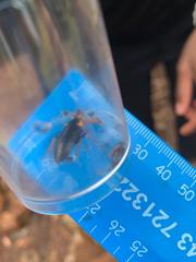 Pseudoderopeltis albilatera